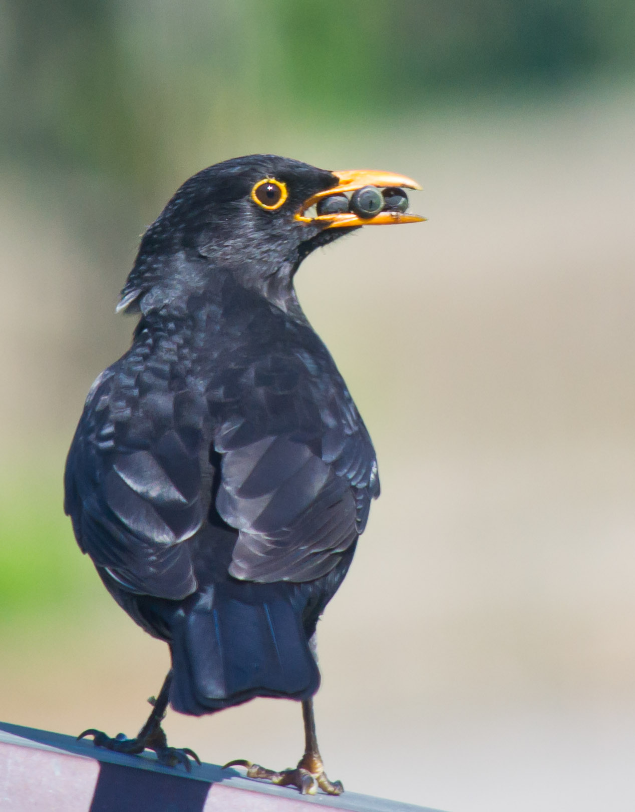 Avifauna humor